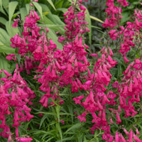 Galane Andenken an Friedrich Hahn - Penstemon - Penstemon Andenken an Friedrich Hahn - Bakker