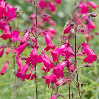 Plantes vivaces - Galane Andenken an Friedrich Hahn - Penstemon - Penstemon Andenken an Friedrich Hahn