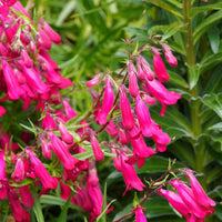 Penstemon Andenken an Friedrich Hahn - Galane Andenken an Friedrich Hahn - Penstemon - Plantes vivaces