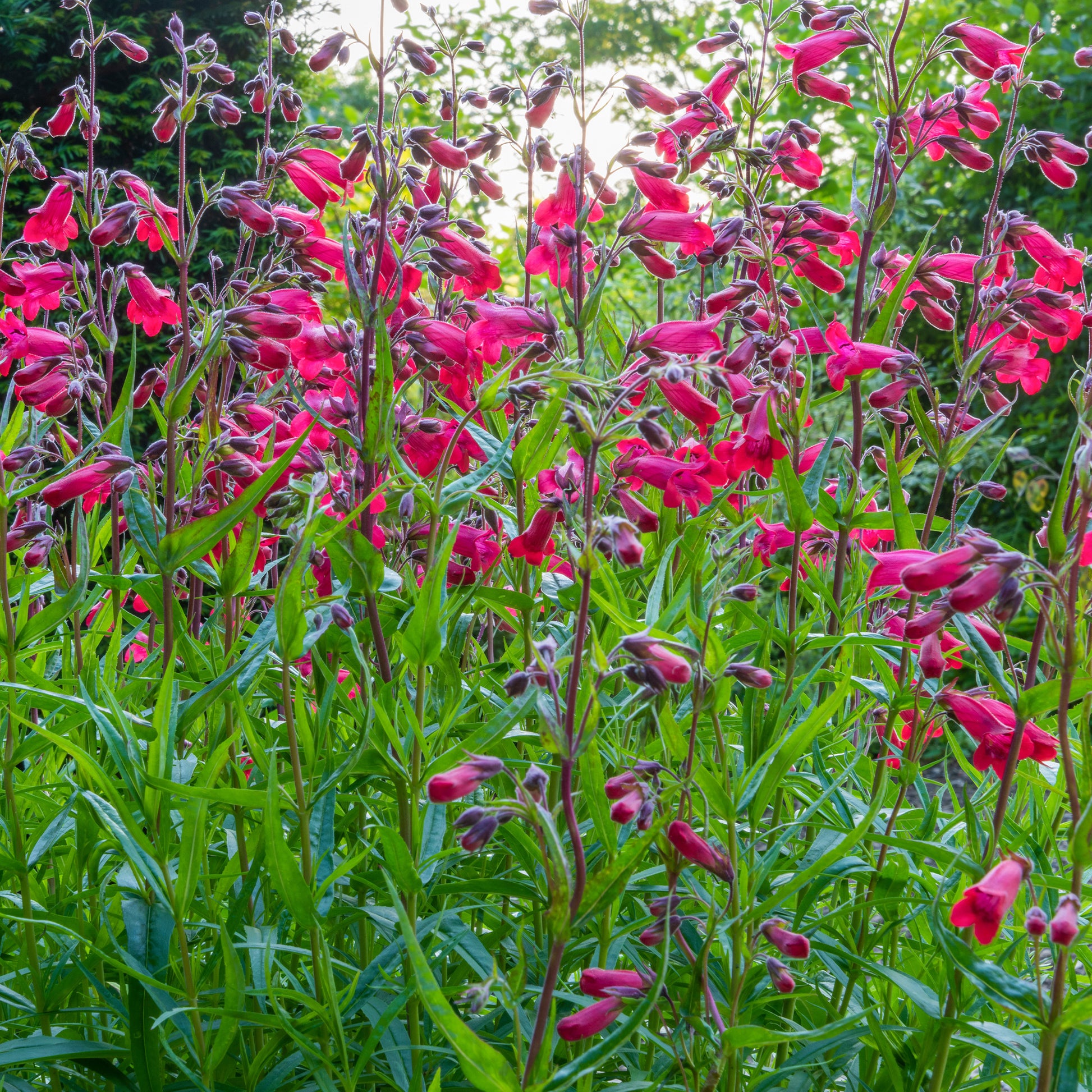 Penstemon Schoenholzeri - Galane Schoenholzeri - Penstemon - Galane