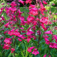 Galane Schoenholzeri - Penstemon - Penstemon Schoenholzeri - Bakker