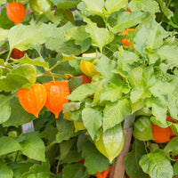 Plantes vivaces - Physalis franchetii - Amour en cage - Physalis alkekengi var. franchetii
