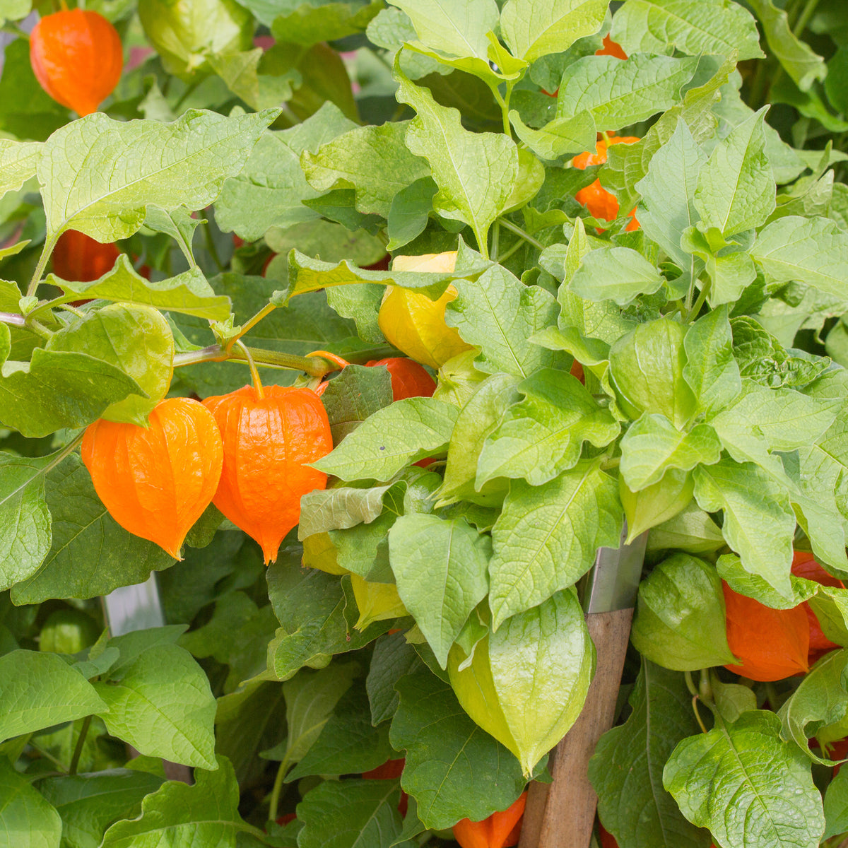 Plantes vivaces - Physalis franchetii - Amour en cage - Physalis alkekengi var. franchetii