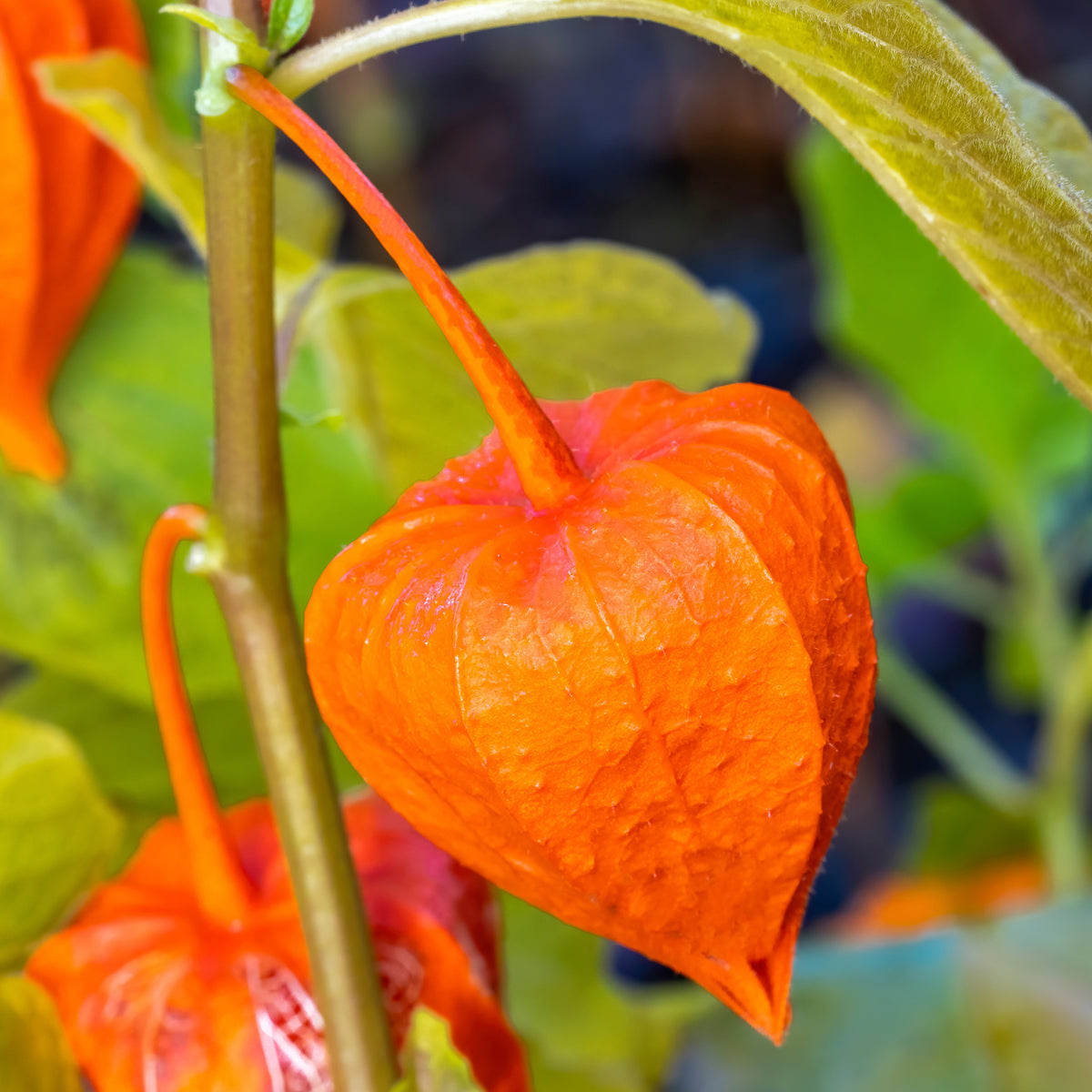 Physalis alkekengi var. franchetii - Physalis franchetii - Amour en cage - Plantes vivaces