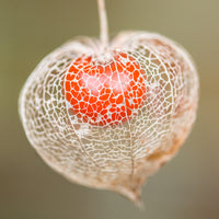 Vente Physalis franchetii - Amour en cage - Physalis alkekengi var. franchetii