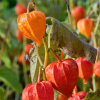 Physalis franchetii - Amour en cage - Physalis alkekengi var. franchetii - Bakker