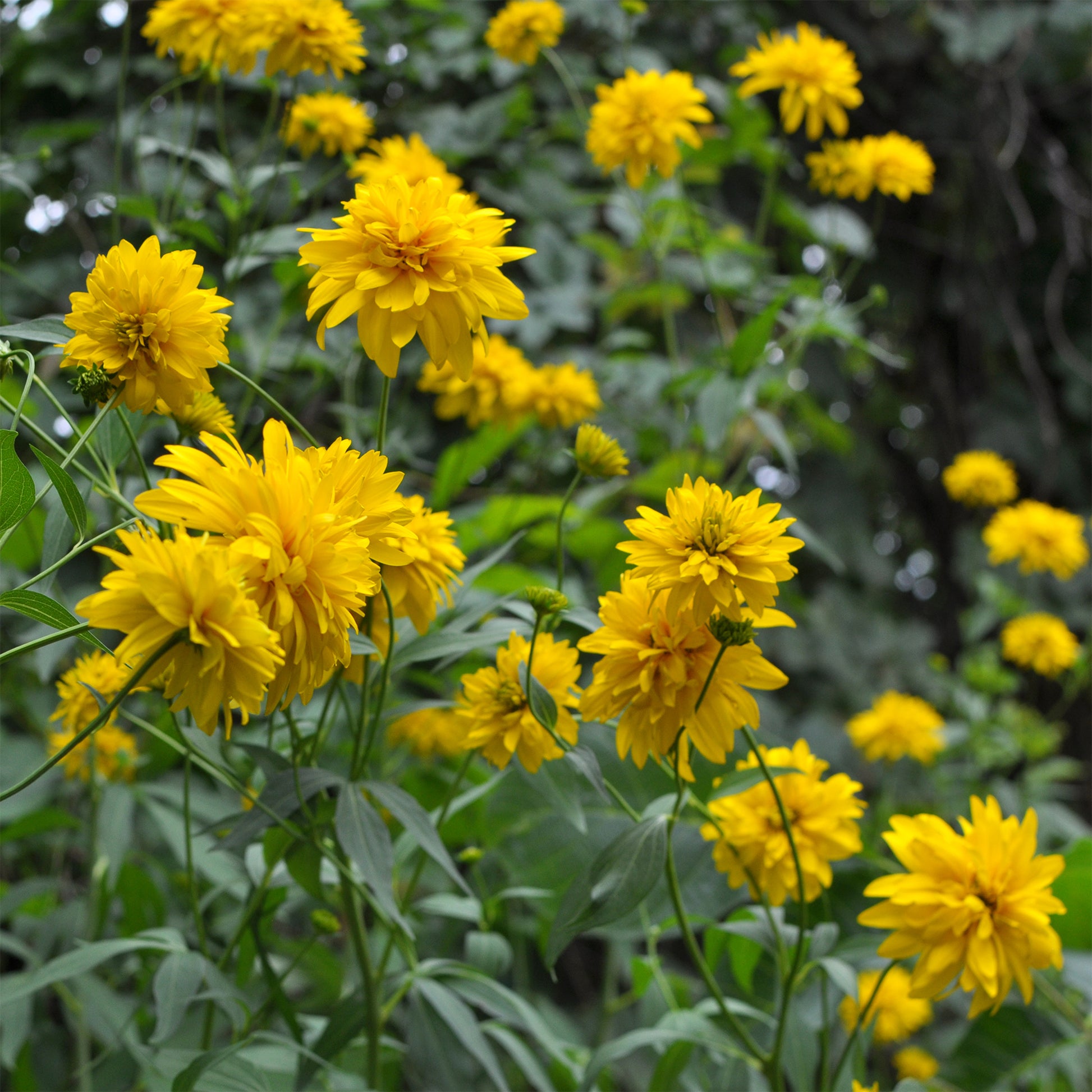 Rudbeckia laciniata Goldquelle - Rudbeckia laciniata goldquelle - Bakker