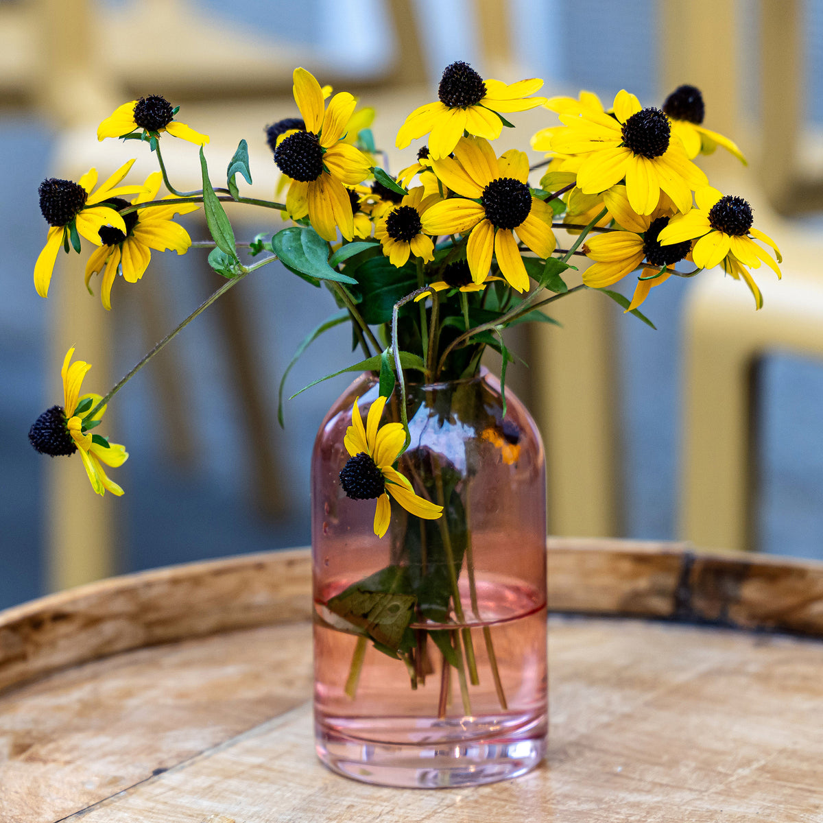 Rudbeckia trilobée - Rudbeckia - Bakker
