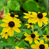 Rudbeckia trilobée - Rudbeckia  triloba - Bakker