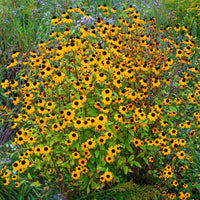 Rudbeckia trilobée - Bakker