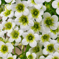 3 Saxifrages mousse Pixie White - Bakker