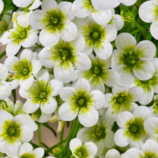 3 Saxifrages mousse Pixie White