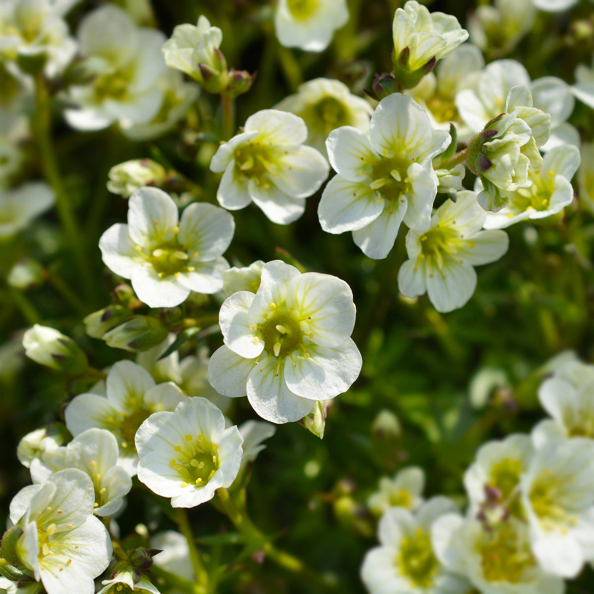 Saxifraga arendsii White Pixie - Saxifrage mousse Pixie White - Saxifrage