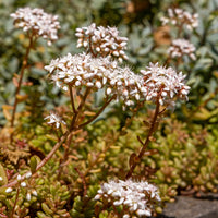 Sedum album Coral Carpet - 3 Sedum Coral Carpet - Plantes vivaces