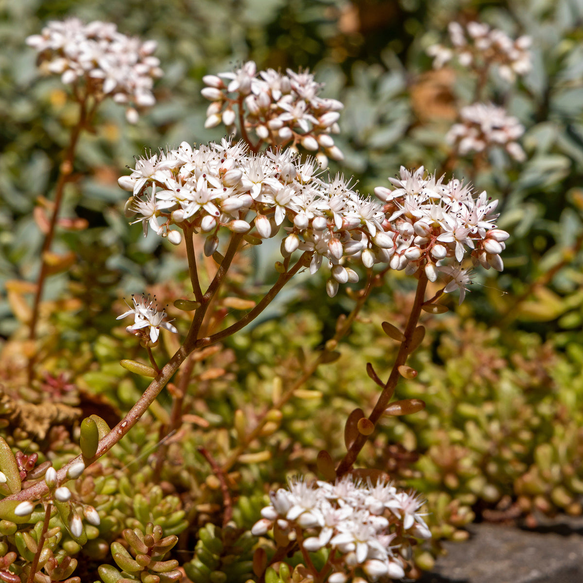 Sedum album Coral Carpet - Sedum Coral Carpet - Plantes vivaces