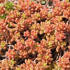 3 Sedum Coral Carpet - Bakker