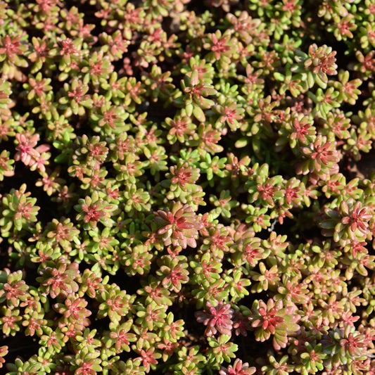 Sedum blanc tapissant - Bakker