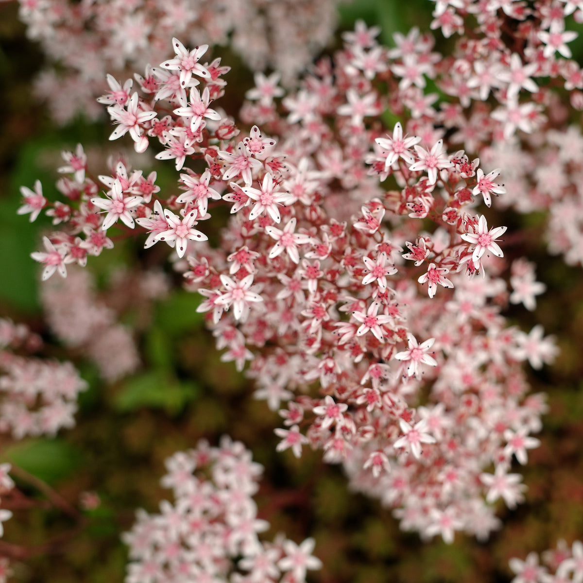 Sedum blanc tapissant - Sedum album Murale - Bakker