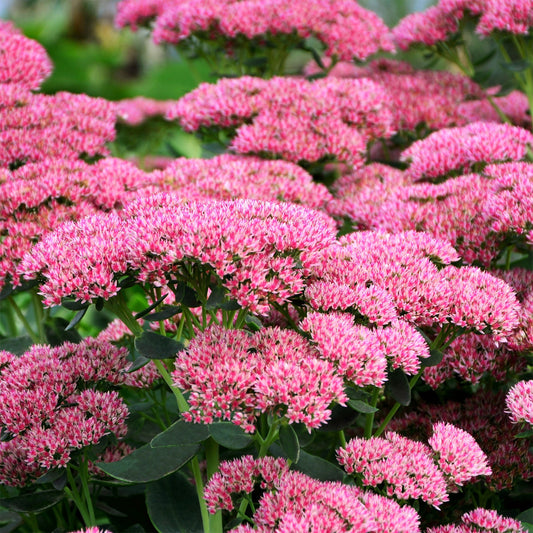 3 Sedum Herbstfreude - Autumn Joy - Bakker