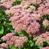 3 Sedum Herbstfreude - Autumn Joy - Bakker