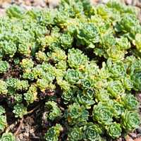 Sedum pachyclados - Sedum pachyclados - Bakker