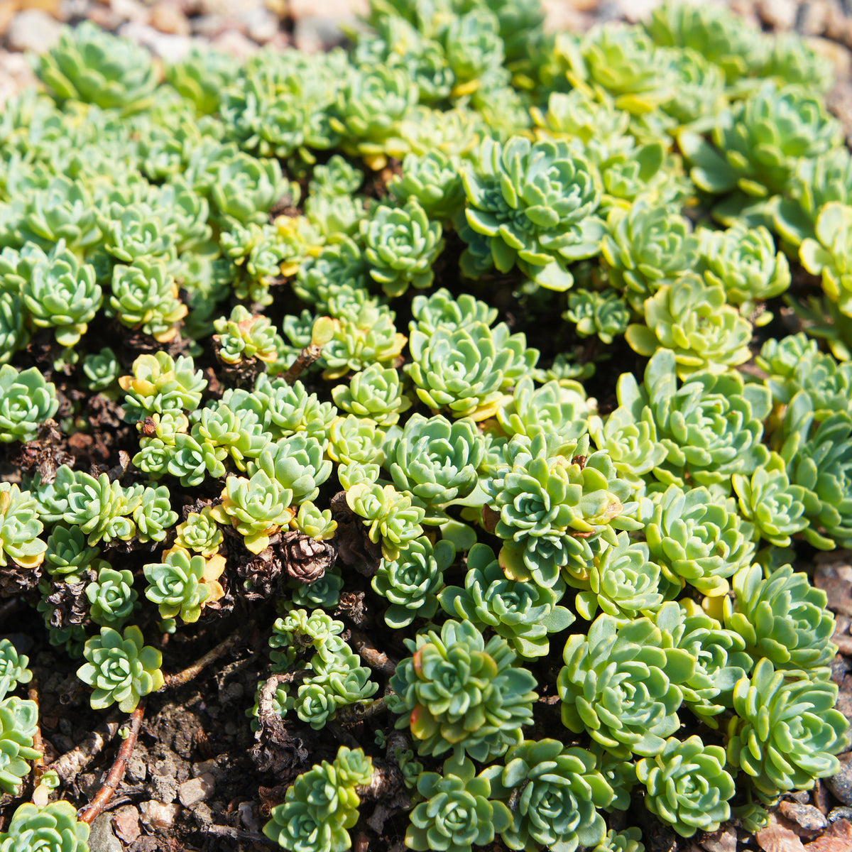 Sedum pachyclados - Sedum pachyclados - Sedum - Orpin