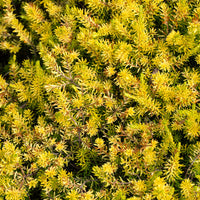 Vente Sedum des rochers Angelina