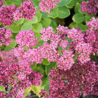 Sedum spectabile brilliant ( brilliant group ) - 3 Sedum Brillant - Plantes vivaces