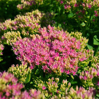 3 Sedum Brillant - Sedum spectabile brilliant ( brilliant group ) - Bakker