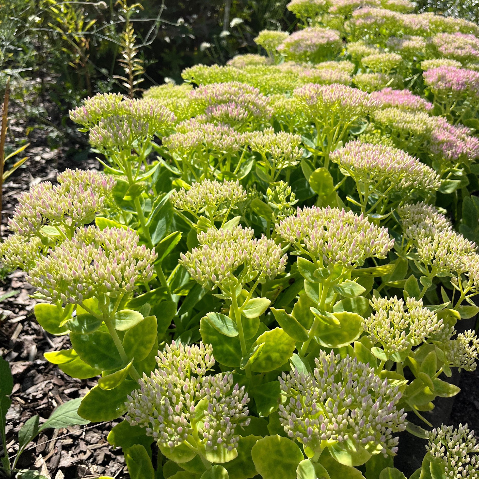 Plantes vivaces - Sedum Brillant - Sedum spectabile brilliant ( brilliant group )