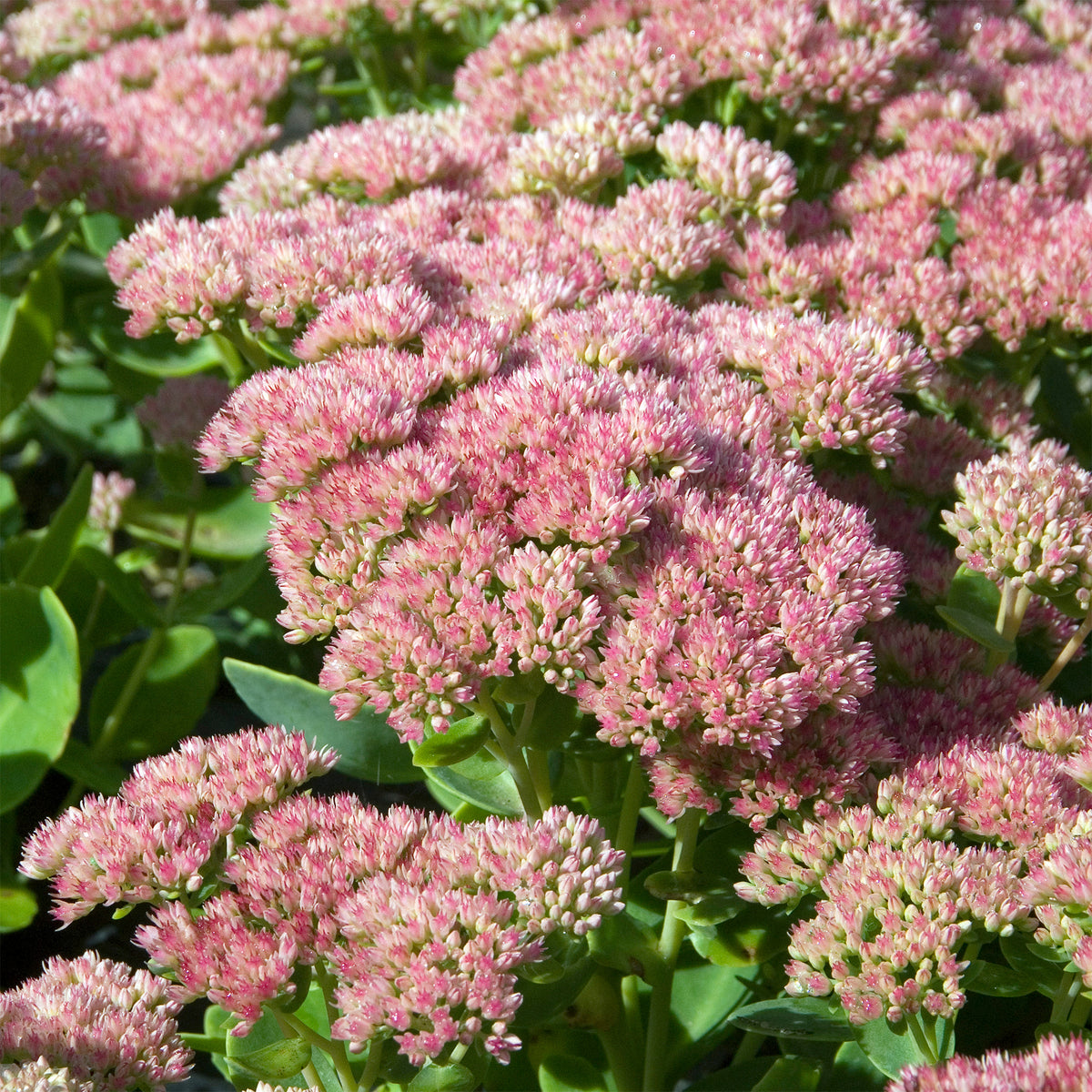 Sedum Carmen - Sedum spectabile carmen - Bakker