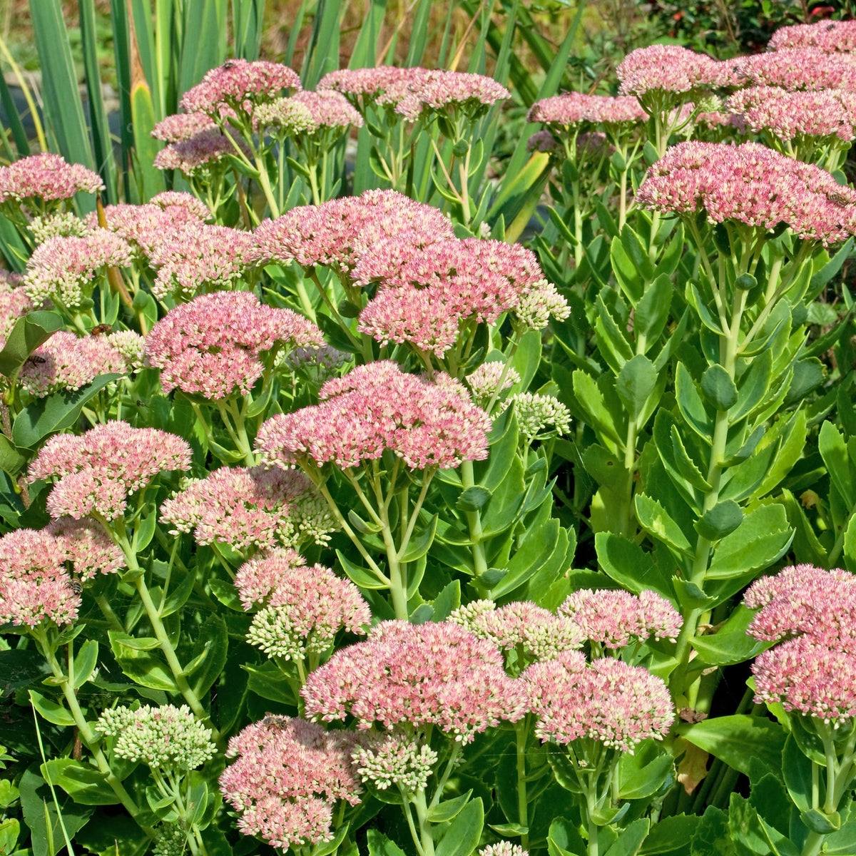 Sedum spectabile carmen - Sedum Carmen - Plantes vivaces