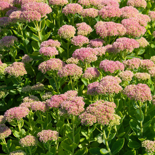 Sedum Carmen - Bakker