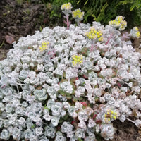 Orpin spatulé Cape Blanco - Sedum spathulifolium cape blanco - Bakker