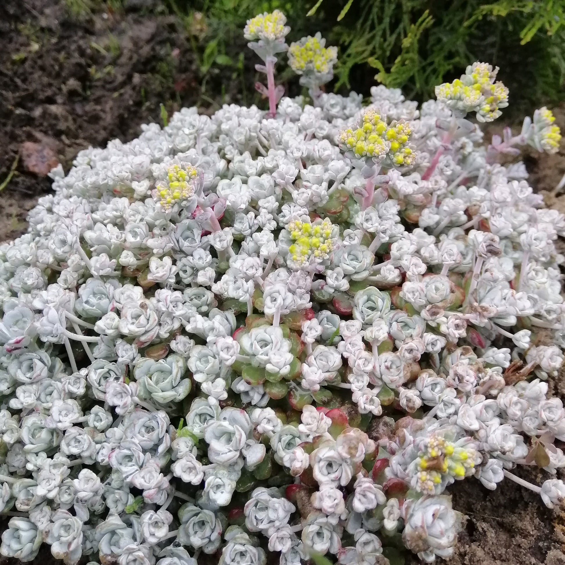 Orpin spatulé Cape Blanco - Sedum spathulifolium cape blanco - Bakker