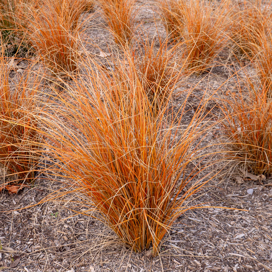 Laîche de Nouvelle-Zélande - Carex Bronze Form - Bakker