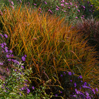 Eulalie Purpurascens - Miscanthus sinensis ssp purpurascens - Bakker