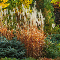 Eulalie - Roseau de Chine - Eulalie Purpurascens - Miscanthus sinensis ssp purpurascens