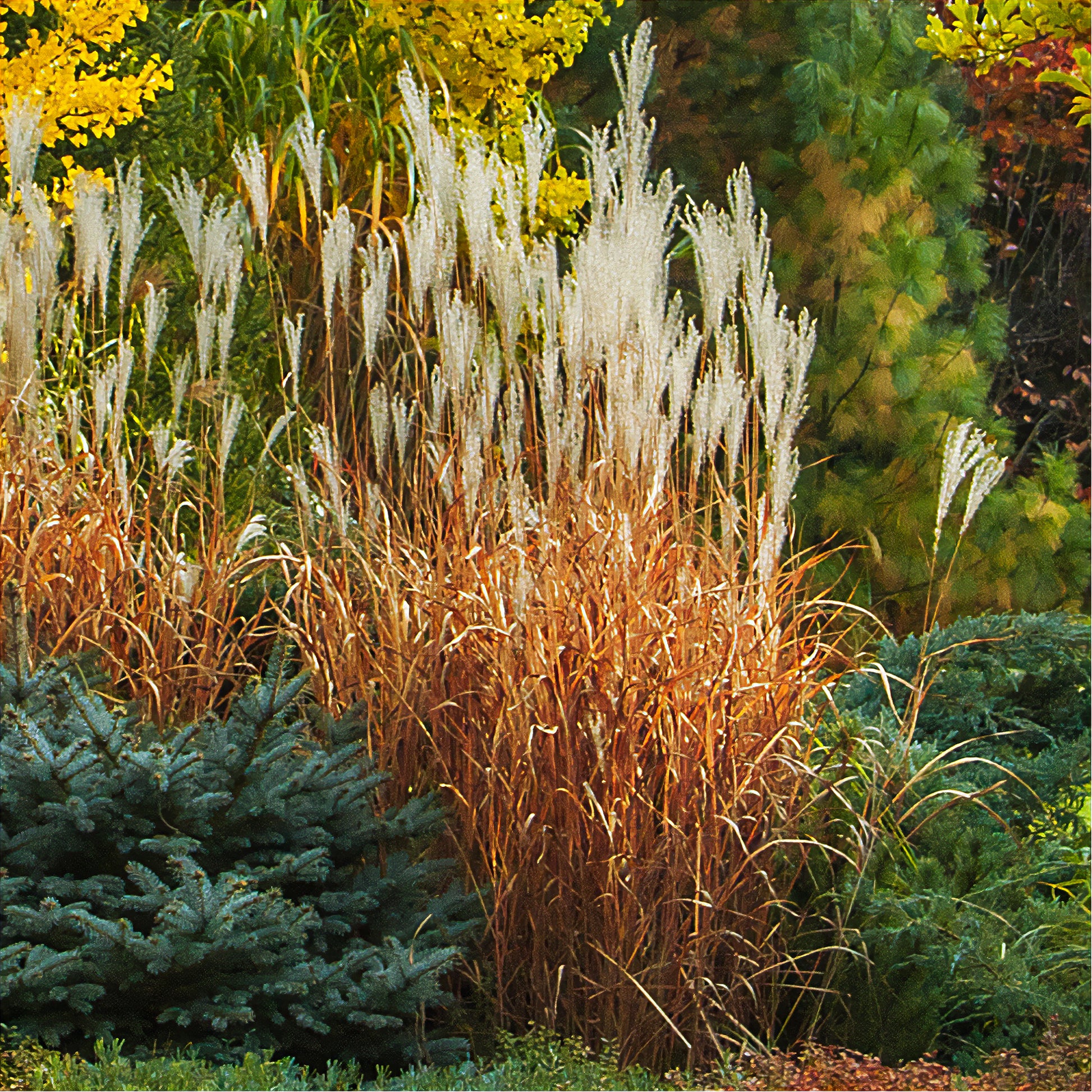 Eulalie - Roseau de Chine - Eulalie Purpurascens - Miscanthus sinensis ssp purpurascens