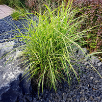 Eulalie Strictus - Miscanthus sinensis strictus - Bakker