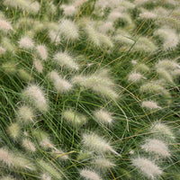 Herbe aux écouvillons hérissée - Pennisetum - Pennisetum villosum - Bakker