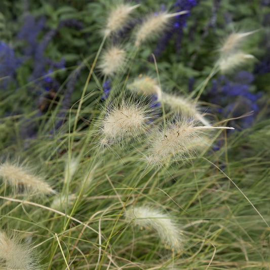 Herbe aux écouvillons hérissée - Pennisetum - Bakker