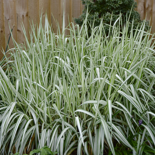 Phalaris panaché Feesey - Baldingère faux-roseau - Bakker