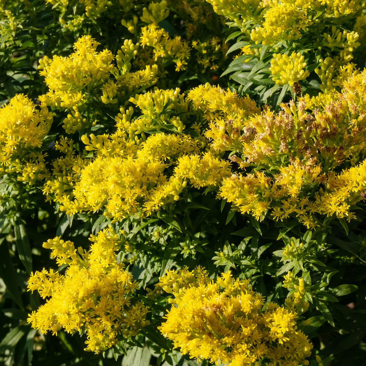Solidago Golden Mosa - Bakker