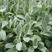 Stachys byzantina Cotton Boll - Oreille de Lapin Cotton Boll - Epiaire de byzance - 