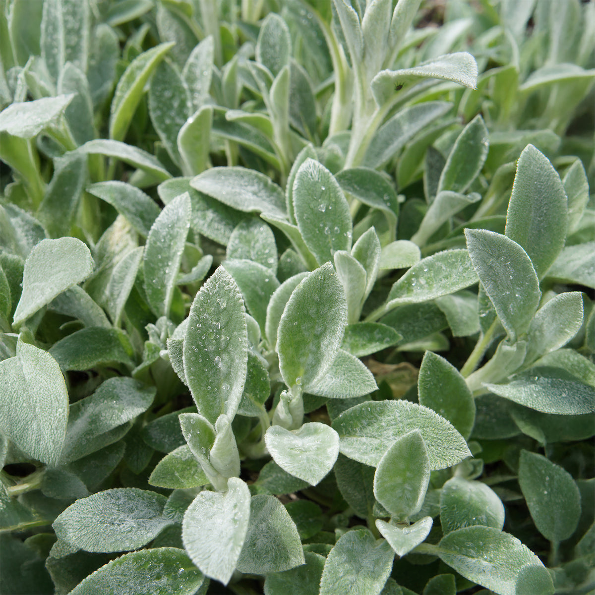Plantes vivaces - Oreille de Lapin Cotton Boll - Epiaire de byzance - Stachys byzantina Cotton Boll