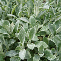 Oreille de Lapin - Epiaires de Byzance - Stachys byzantina - Bakker