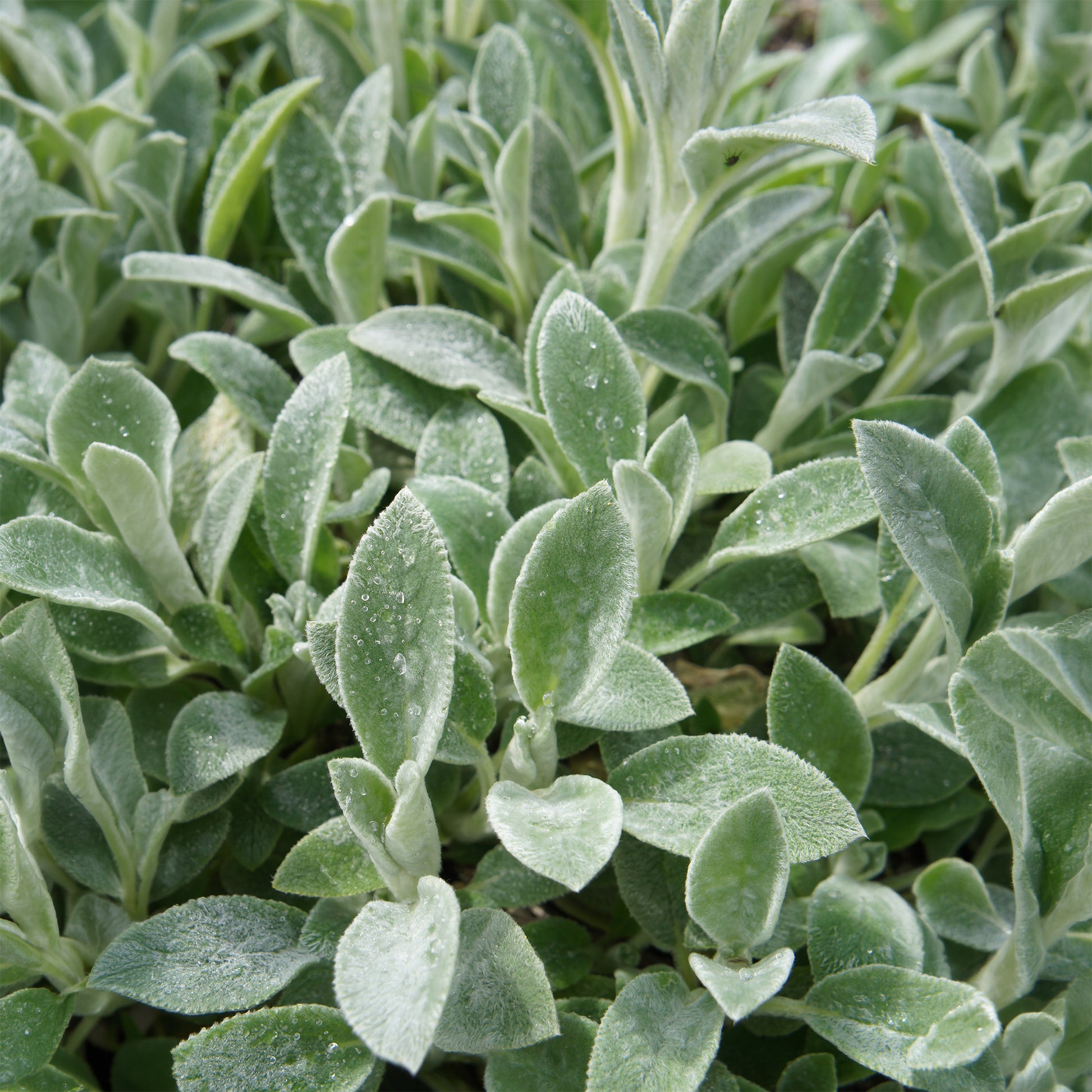 Oreille de Lapin - Epiaires de Byzance - Stachys byzantina - Bakker