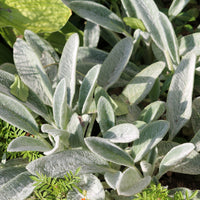 Oreille de Lapin - Epiaires de Byzance - Bakker