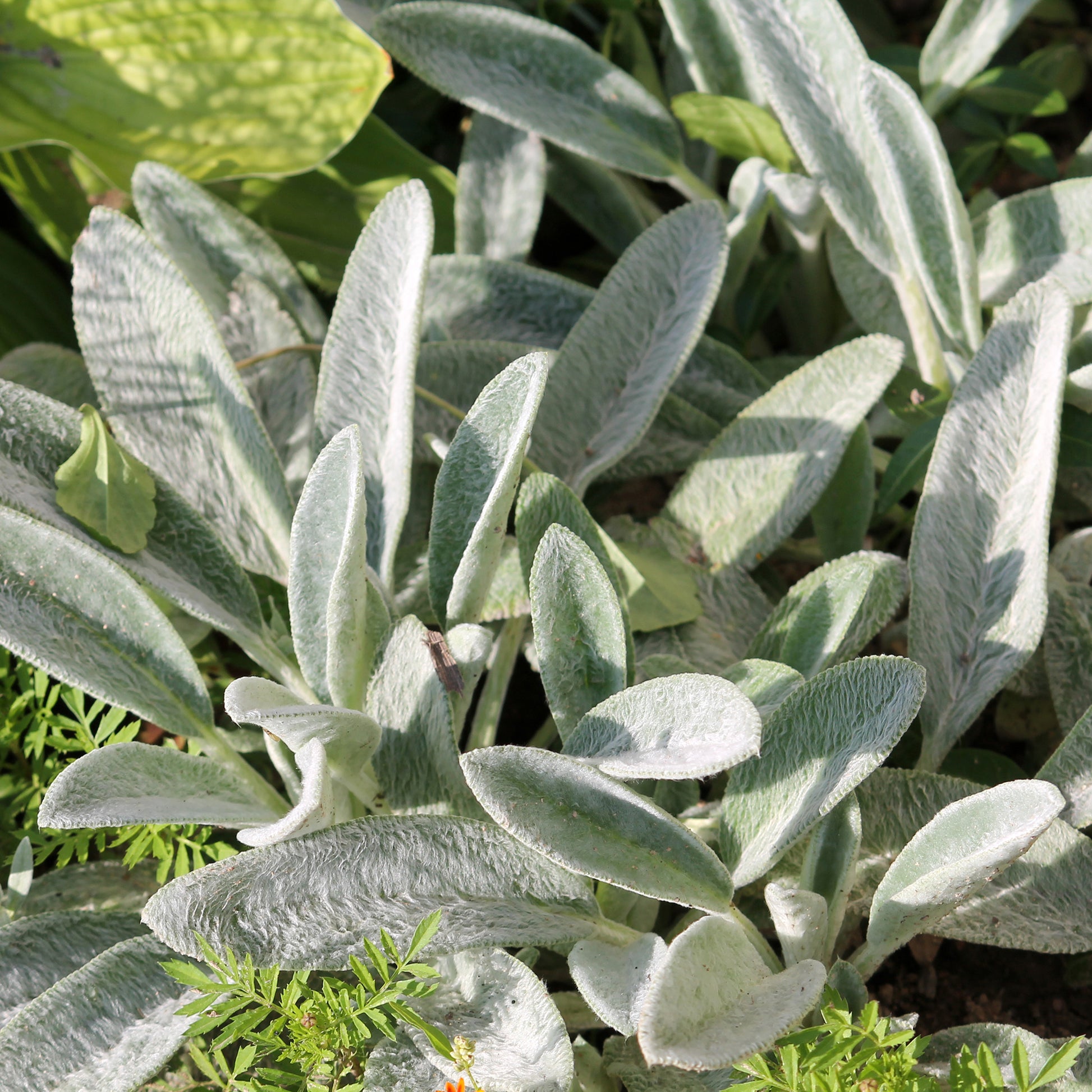 Oreille de Lapin - Epiaires de Byzance - Bakker